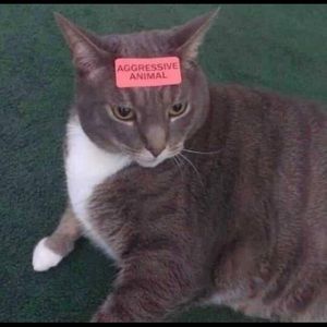 Meet your Posher, Araceli